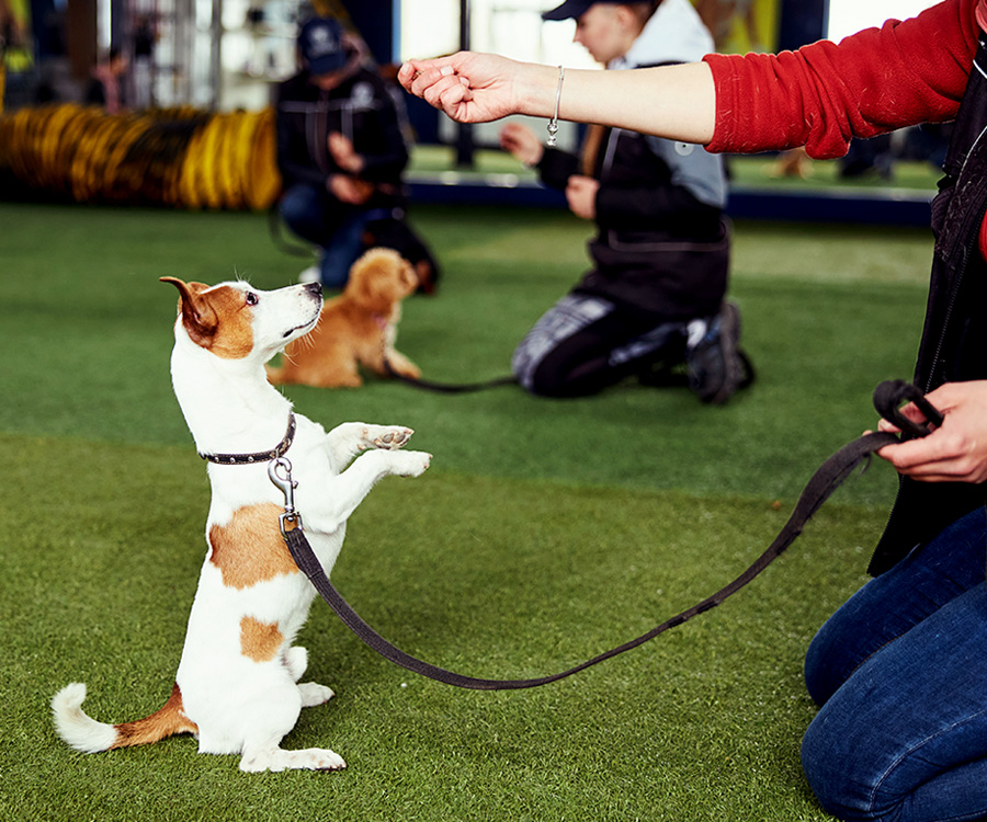 Ultimate Dog Trainer Guide: Top Tips For Success